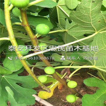 三年生无花果树苗附近哪里有、三年生无花果树苗价格