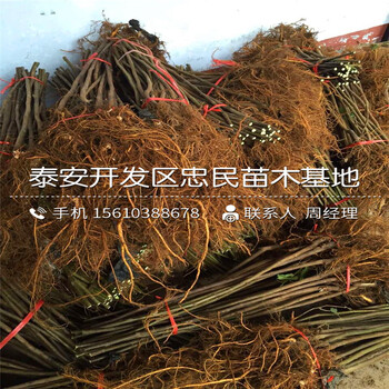當(dāng)年結(jié)果無(wú)花果樹(shù)苗一棵多少錢(qián)、當(dāng)年結(jié)果無(wú)花果樹(shù)苗廠家