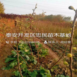 布兰瑞克无花果树苗批发价位、布兰瑞克无花果树苗出售基地图片5