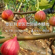 无花果树苗销售价格、无花果树苗多少钱一棵