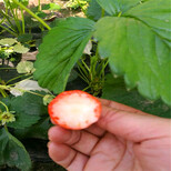 新品种红袖添香草莓苗什么价格图片2