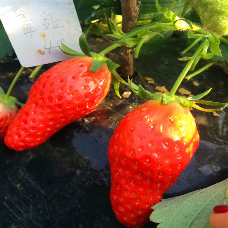 新品种达娜草莓苗什么价格