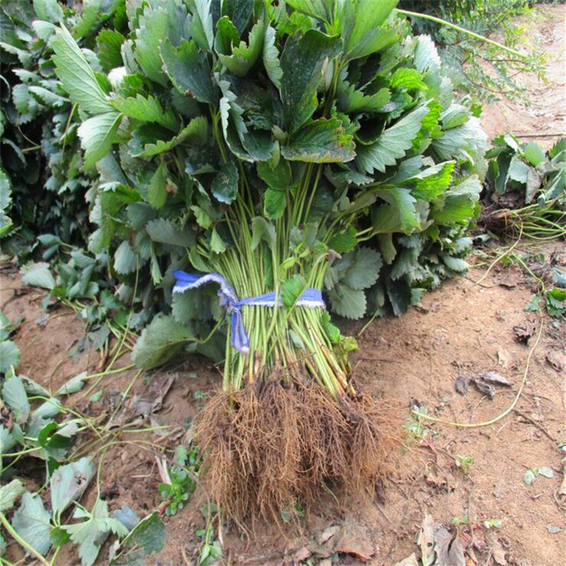 2018年明日香珍珠草莓苗基地