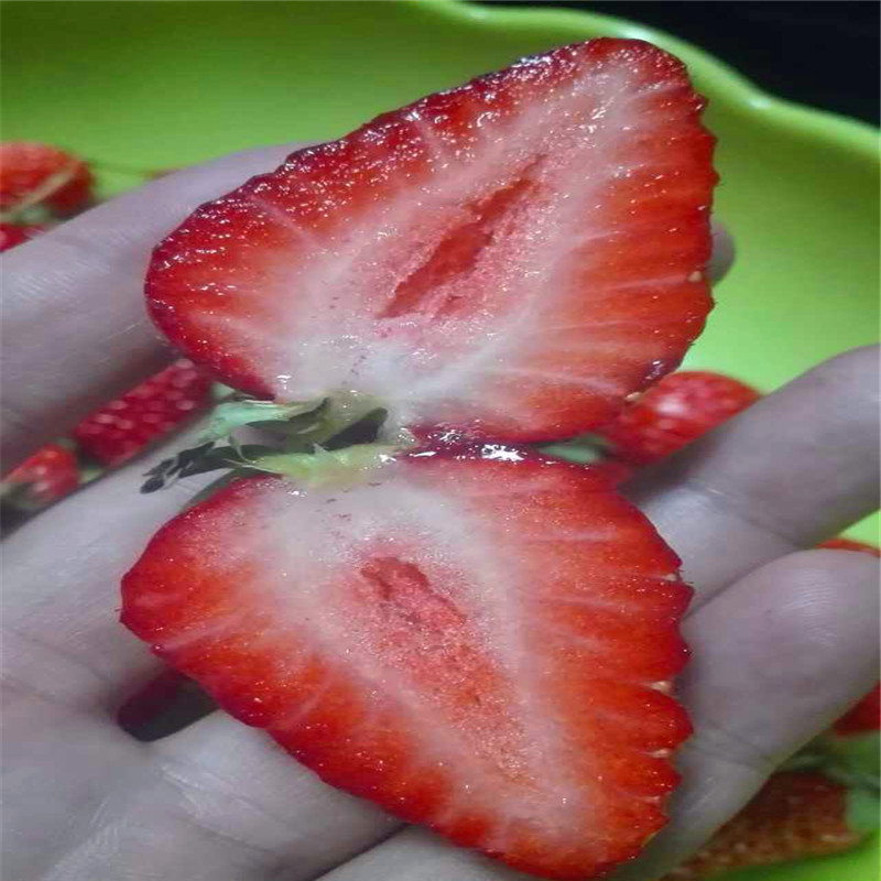 新品種櫻桃小苗批發(fā)出售