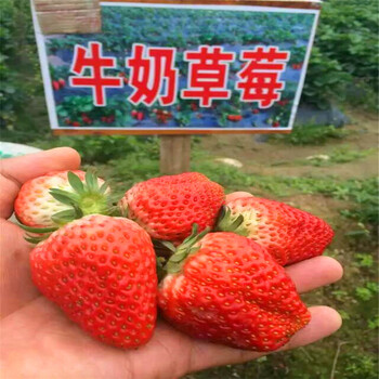 新品種妙香草莓苗批發(fā)