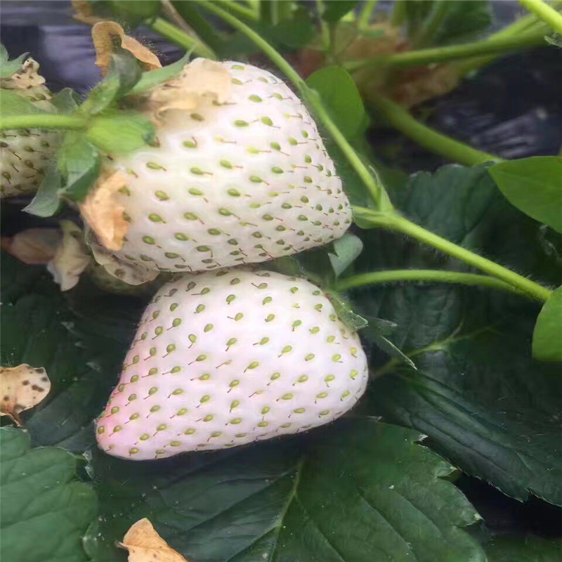 2018年艷麗草莓苗多少錢一棵