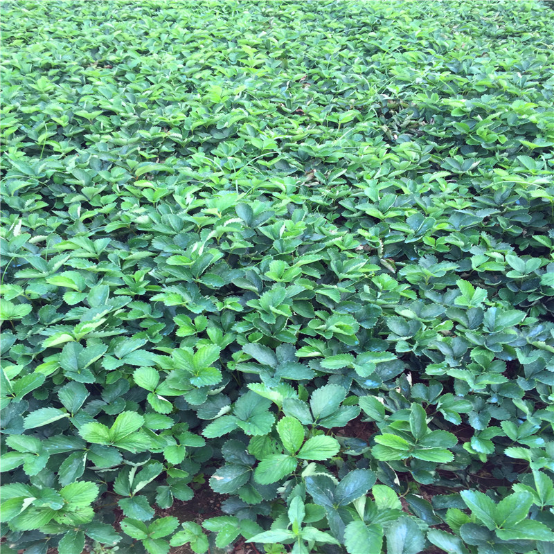 哪里有戈雷拉草莓苗、戈雷拉草莓苗基地