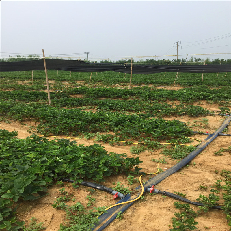 新品種阿媽奧草莓苗出售價(jià)格