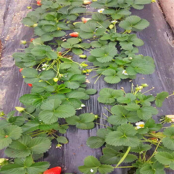 2018年紅寶石草莓苗批發(fā)