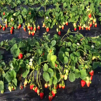 新品種紅臉頰草莓苗批發(fā)