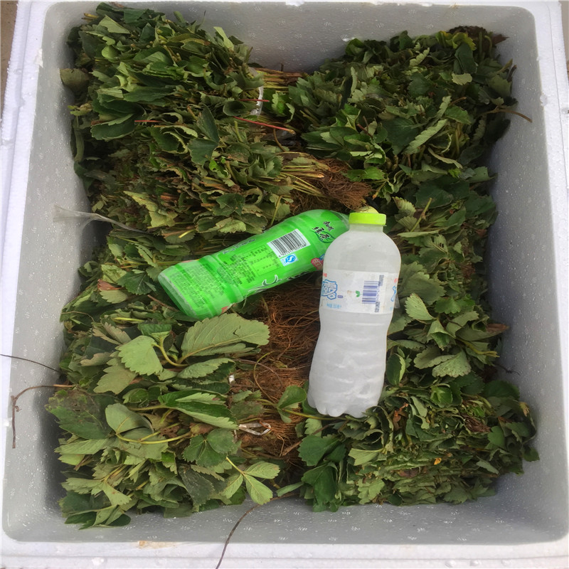 2018年貴美人草莓苗批發(fā)