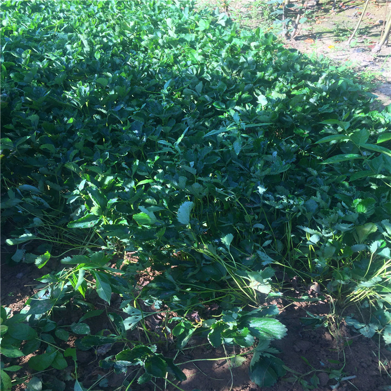 我想買津美22號草莓苗、津美22號草莓苗價格