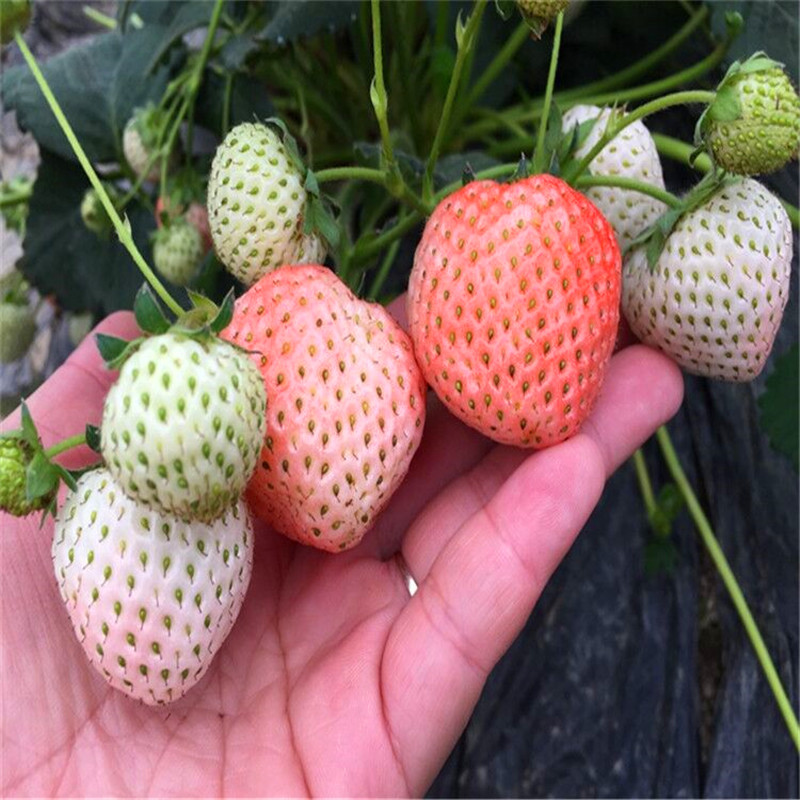 山东京藏香草莓苗基地