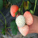 附近哪里有津美22号草莓苗、津美22号草莓苗出售价格图片2
