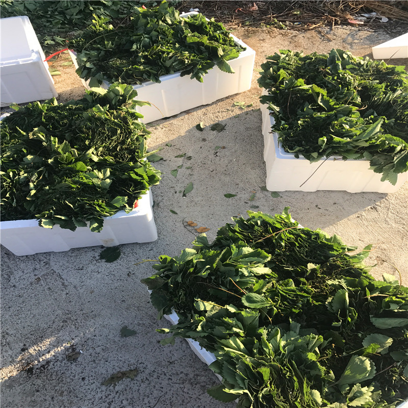 新品種妙香3號(hào)草莓苗批發(fā)基地