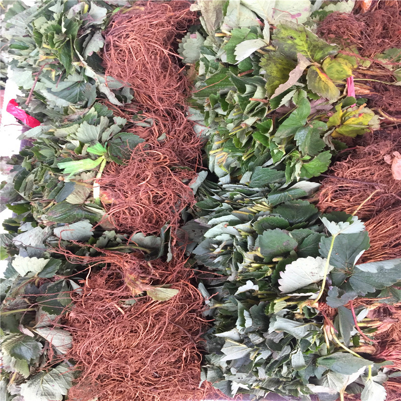 附近哪里有魯旺草莓苗、魯旺草莓苗批發(fā)