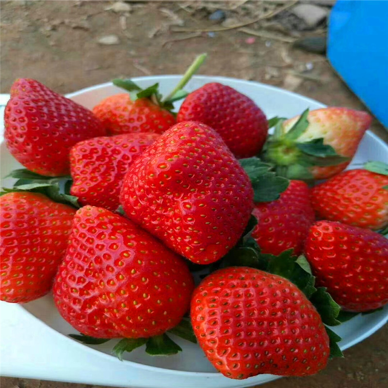 2018年京藏香草莓苗批发基地