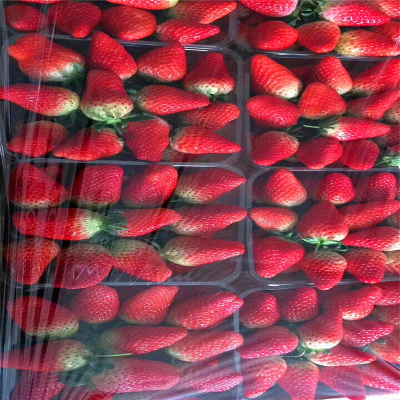 2018年希利亚草莓苗基地