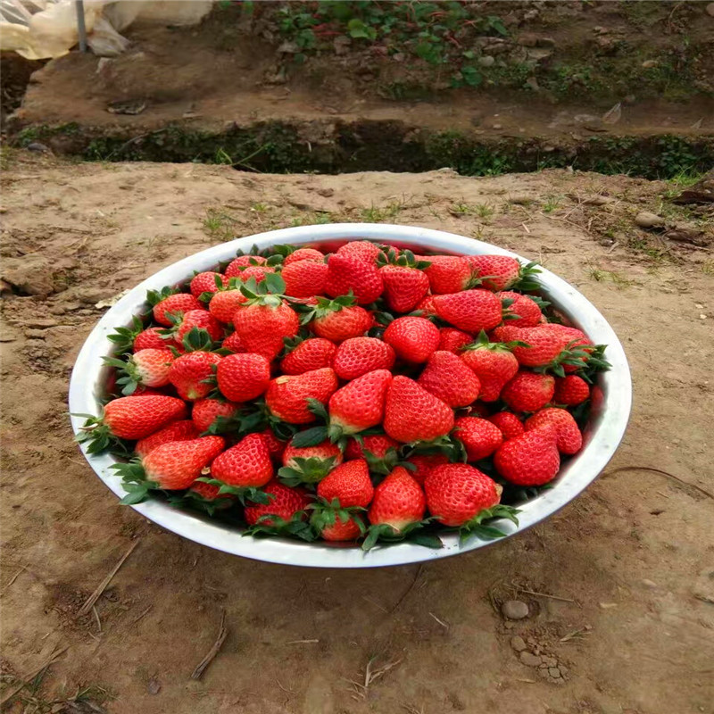 山東卡姆蘿莎草莓苗多少錢一棵