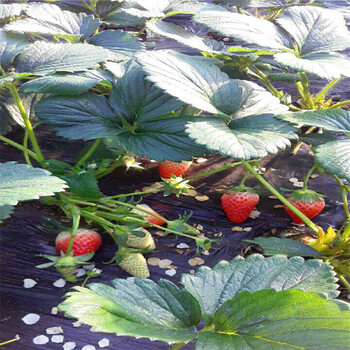 新品種草莓王子草莓苗批發(fā)