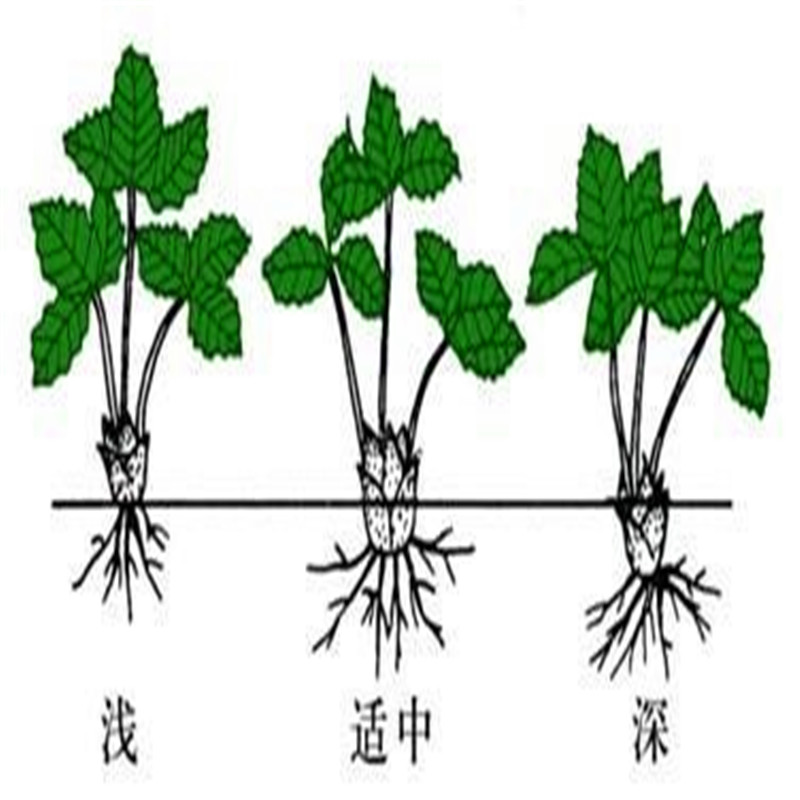 附近哪里有塞娃草莓苗、塞娃草莓苗基地