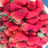 我想买波特拉草莓苗、波特拉草莓苗基地图片5