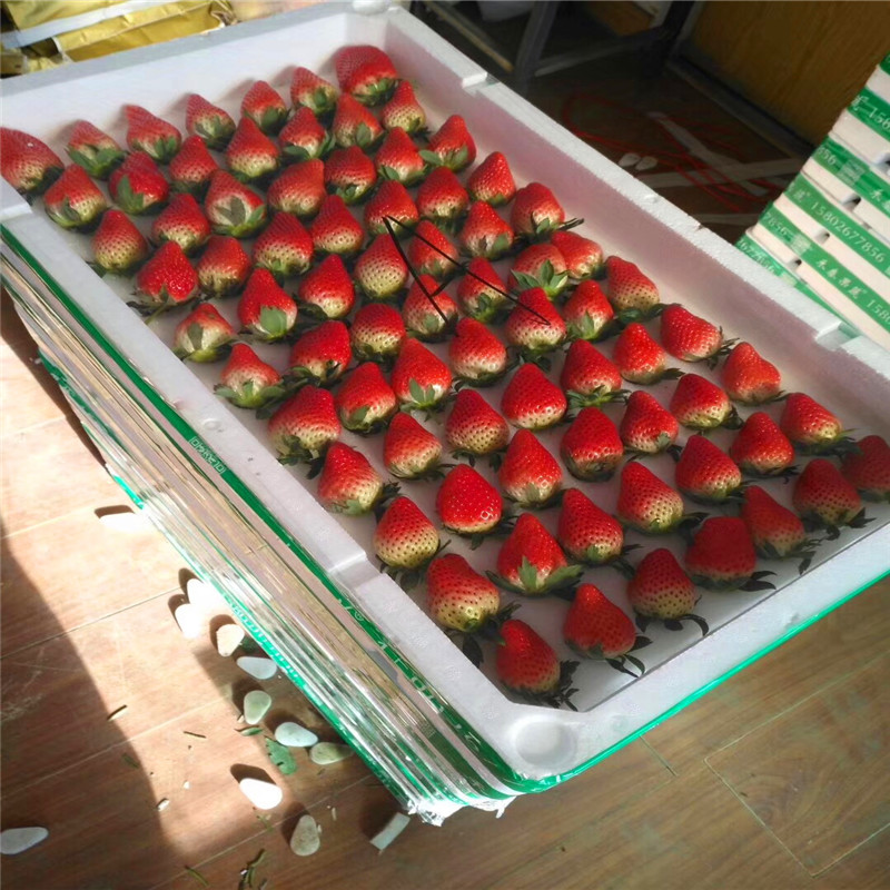 我想买艾沙草莓苗、艾沙草莓苗批发基地