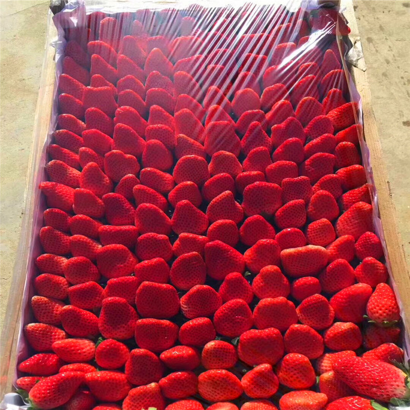 新品种京御香草莓苗批发基地