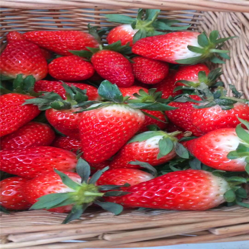 哪里可以卖到妙香3号草莓苗、妙香3号草莓苗批发基地