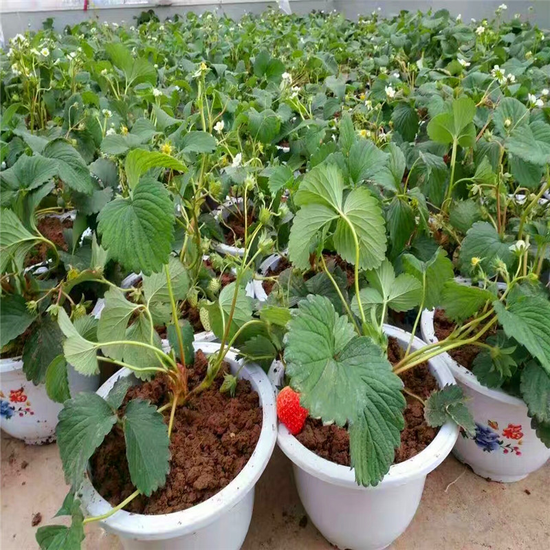 新品種紅臉頰草莓苗批發(fā)