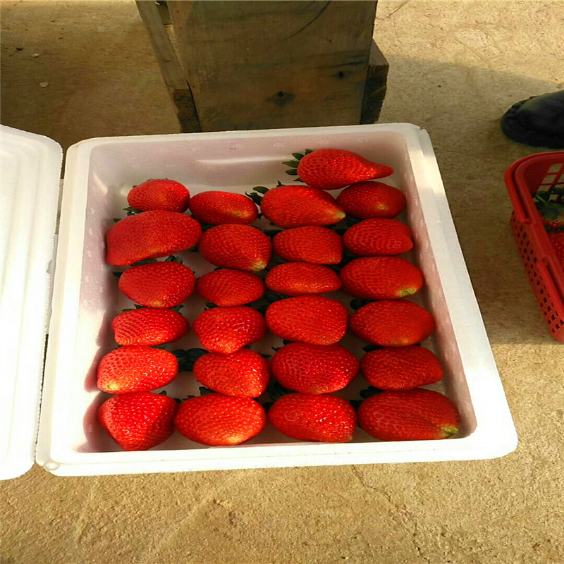 我想買京怡香草莓苗、京怡香草莓苗多少錢一棵