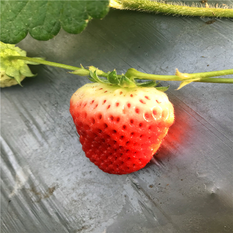 新品种红袖添香草莓苗什么价格