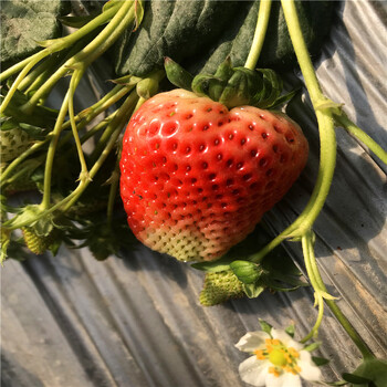 新品種頰豐草莓苗批發(fā)