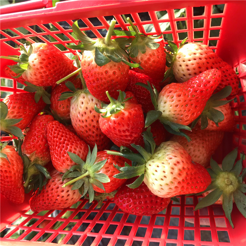 我想買佐賀清香草莓苗、佐賀清香草莓苗批發(fā)基地
