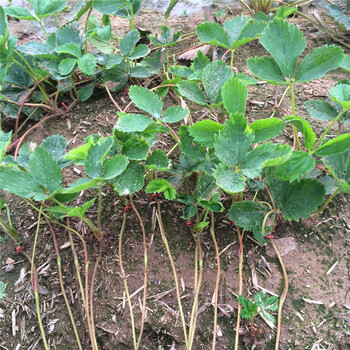 哪里可以賣到章姬草莓苗、章姬草莓苗多少錢