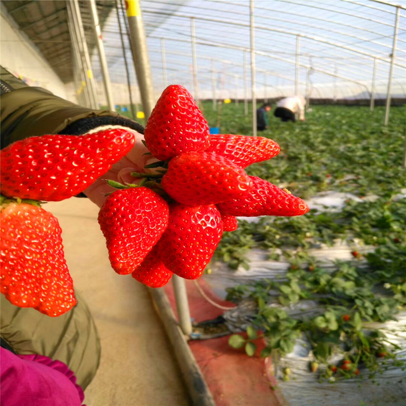 我想買坎東噶草莓苗、坎東噶草莓苗批發(fā)
