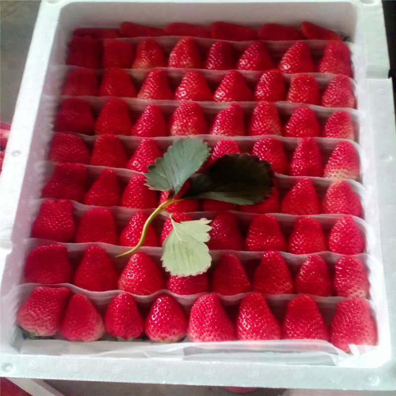 我想買波特拉草莓苗、波特拉草莓苗基地