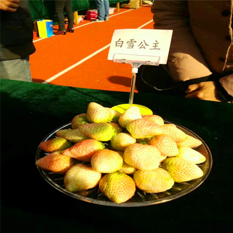 我想買京藏香草莓苗、京藏香草莓苗批發(fā)