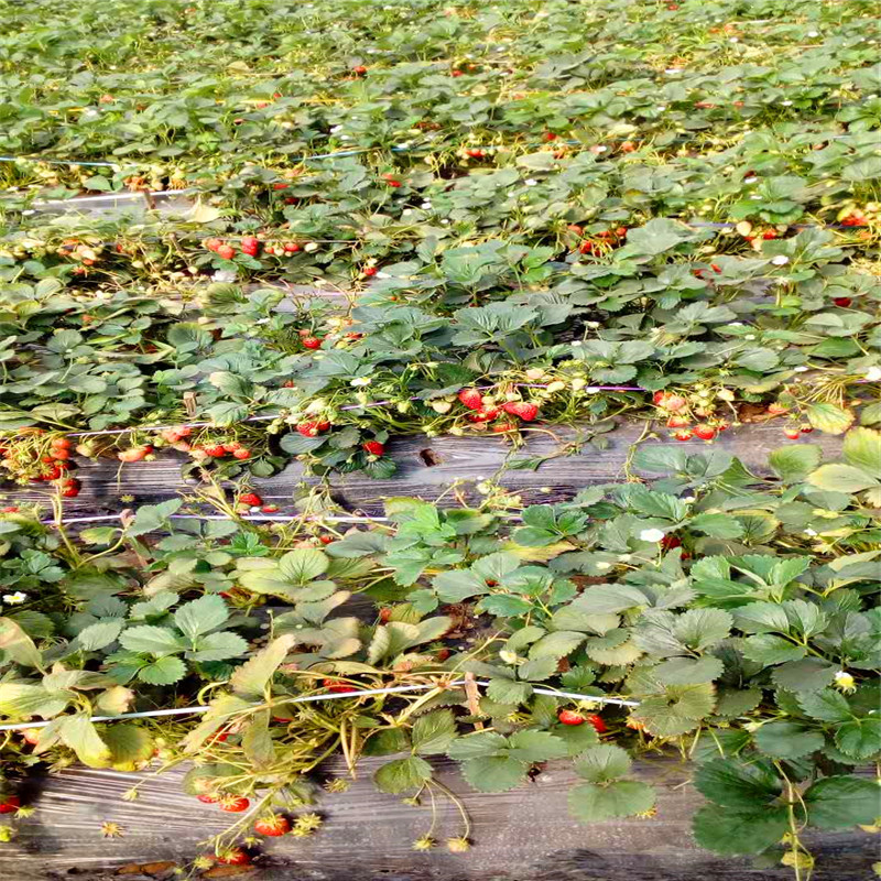 附近哪里有津美22号草莓苗、津美22号草莓苗出售价格