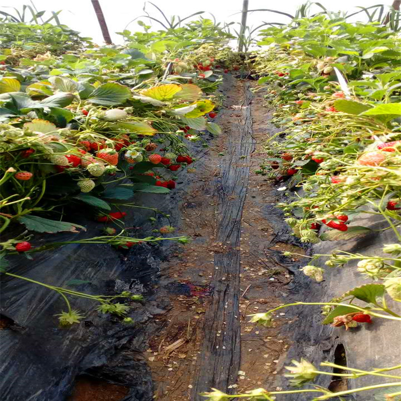 2018年希利亚草莓苗基地