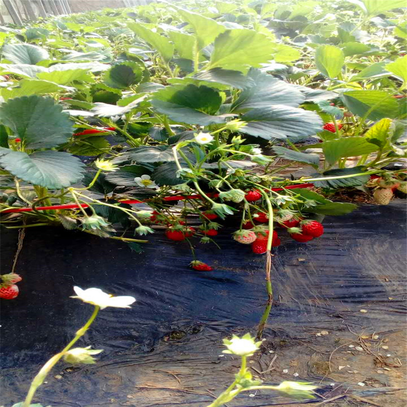山东四季美德莱特草莓苗出售价格