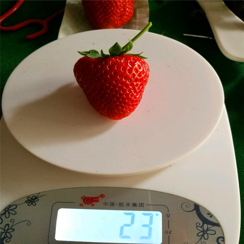 附近哪里有吉塞拉砧木、吉塞拉砧木批發(fā)價(jià)格