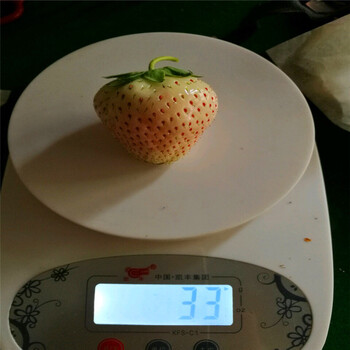 新品種阿媽奧草莓苗出售價(jià)格