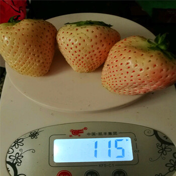五年生吉塞拉5號砧木批發(fā)出售