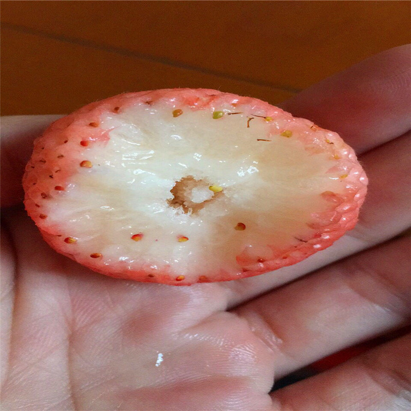 山东四季美德莱特草莓苗出售价格