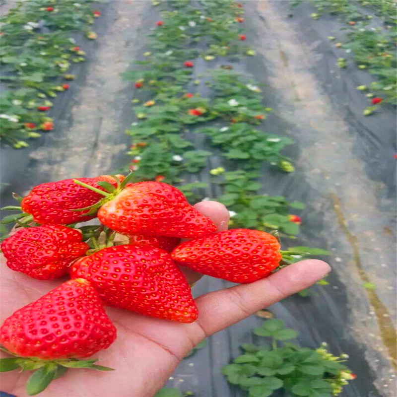 2018年京藏香草莓苗批发基地