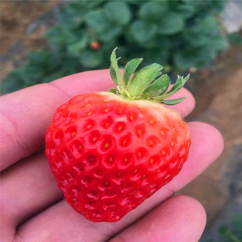 我想買佐賀清香草莓苗、佐賀清香草莓苗批發(fā)基地