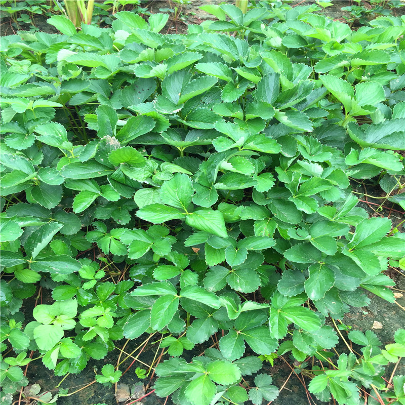 哪里可以卖到红花草莓苗、红花草莓苗多少钱一棵