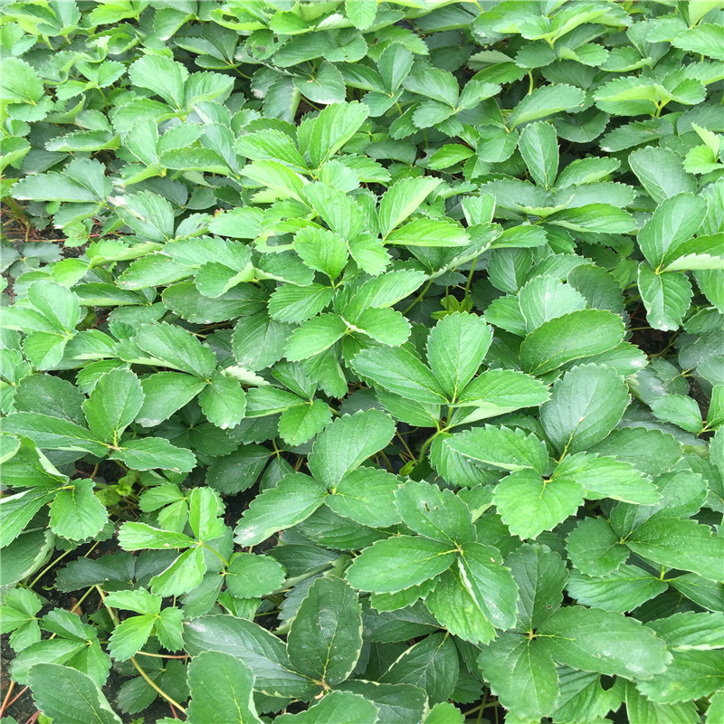 2018年紅寶石草莓苗批發(fā)