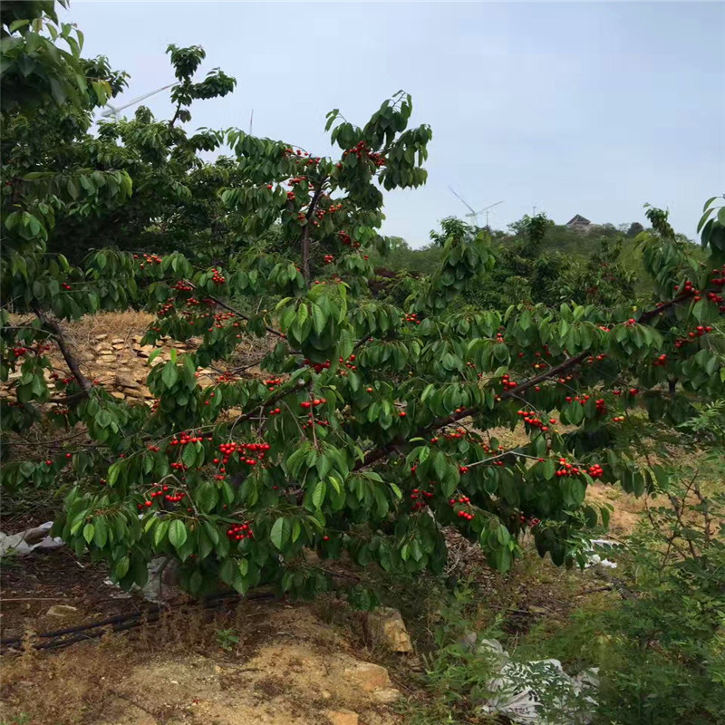 哪里有草莓苗草莓苗、草莓苗草莓苗多少钱